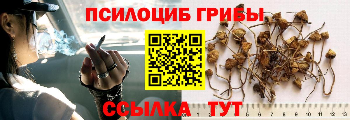 Галлюциногенные грибы Psilocybine cubensis Грязи